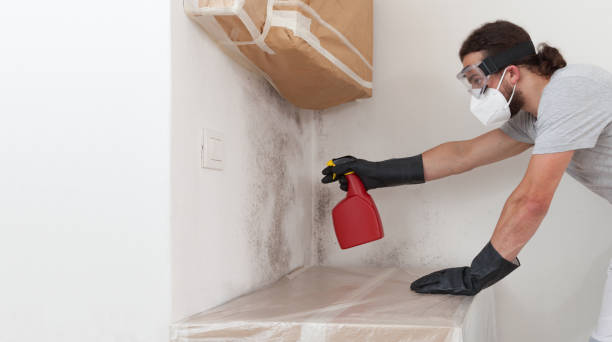 Professional Black Mold Removal technician working in Newmanstown, PA