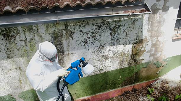 Top rated local Basement Mold Removal specialists in Newmanstown, PA